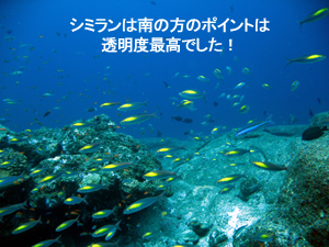 明けました!! ナイスダイブ!!_f0144385_15263522.jpg