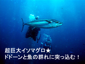 あけましておめでとうダイブ☆_f0144385_312521.jpg