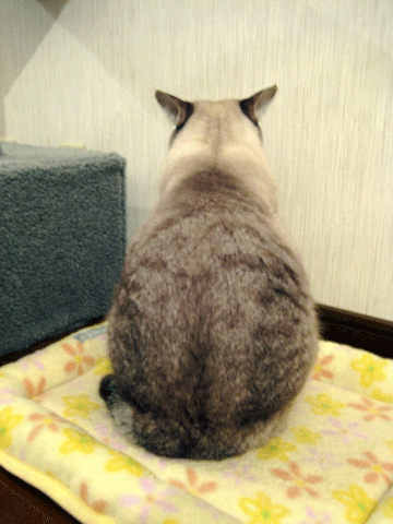b0147090_15385074.gif