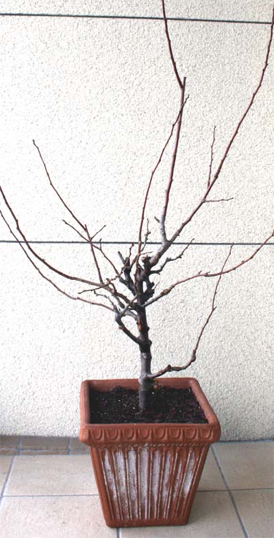 思い切りが大事 冬剪定だぁ 盆栽とガーデニングしてあそんでまんねん