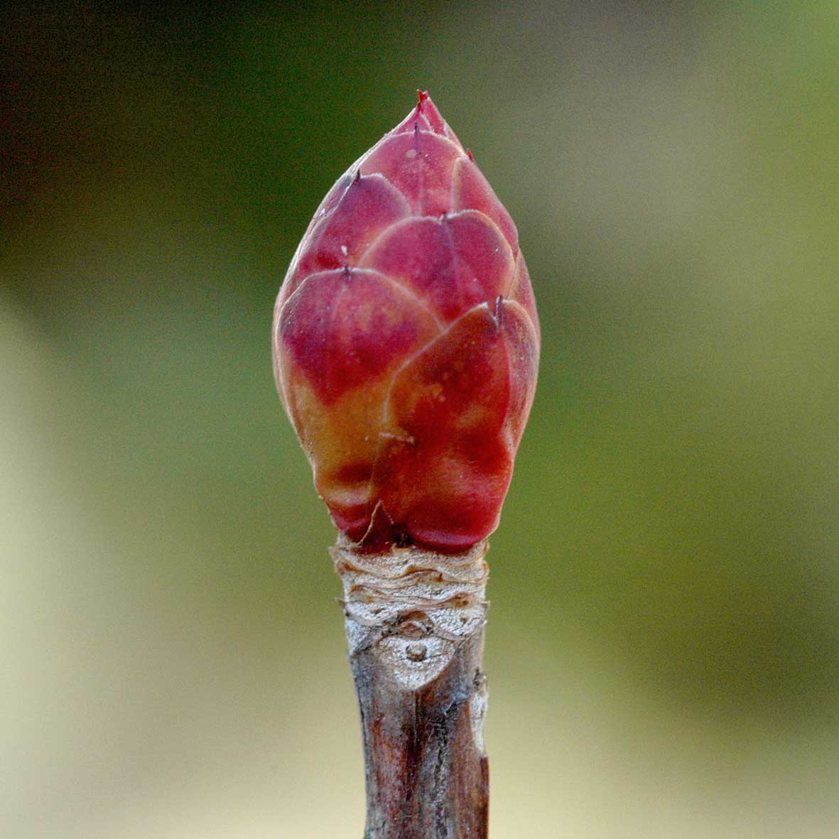 ドウダンツツジの冬芽 樹木見て歩き
