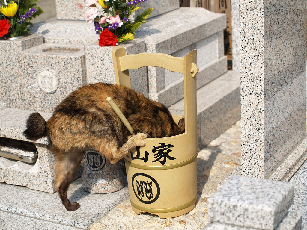 護国寺猫たちで新レンズを試す また会う日まで