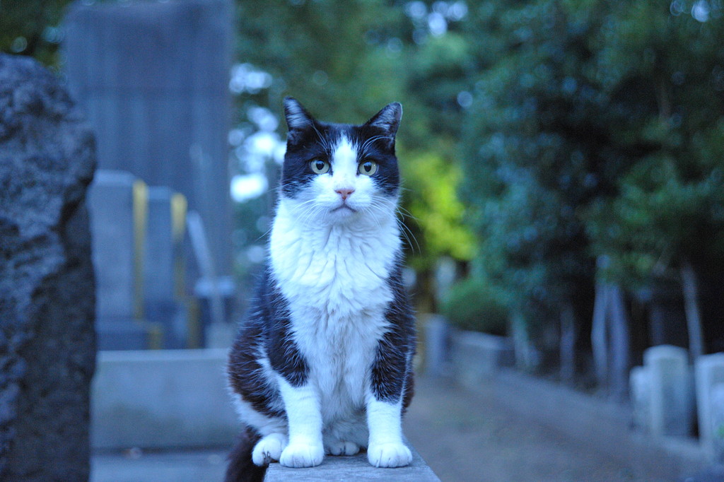 谷中霊園の猫 遅い夕方 また会う日まで 谷中霊園の猫 遅い夕方 また会う日まで