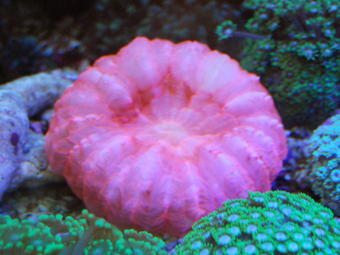 アザミハナガタサンゴ_a0017072_1722463.jpg