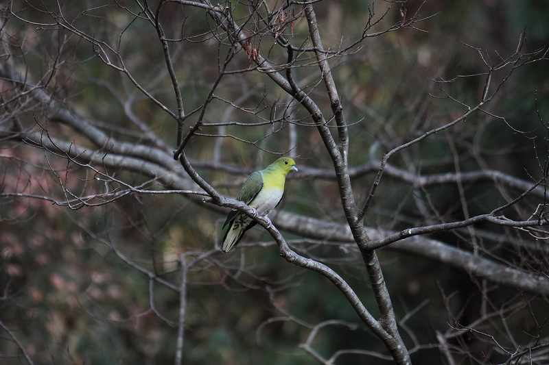 今年の鳥撮り_f0144289_8392682.jpg