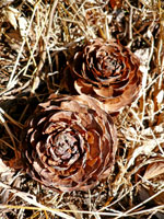 c0178792_18474333.jpg