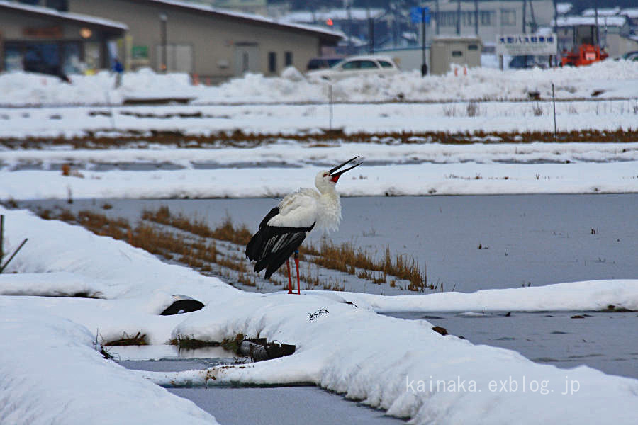 雪原の中で_f0174293_11424569.jpg