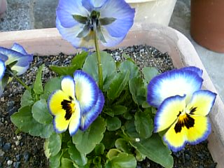 e0098908_222141.jpg