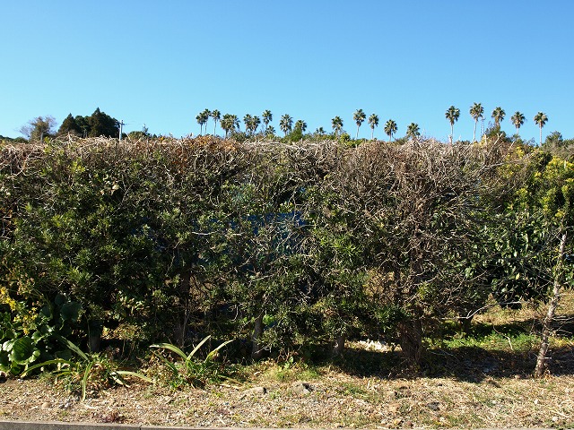 d0059213_175650100.jpg