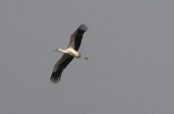 コウノトリ公園_e0048413_1824968.jpg