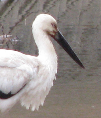 コウノトリ公園_e0048413_1854020.jpg