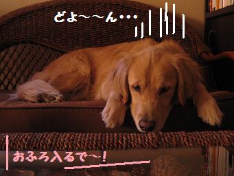 12月30日 お風呂入るで~_e0136815_12363584.jpg