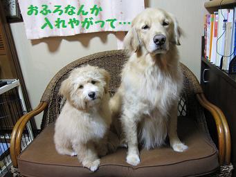 12月30日 お風呂入るで~_e0136815_12391328.jpg