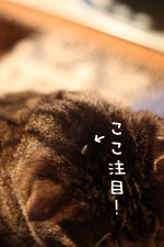 e0156015_1695769.jpg