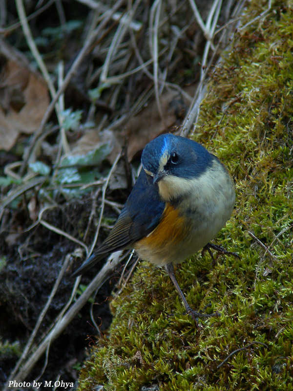 今年の初鳥撮り_f0003418_14164862.jpg