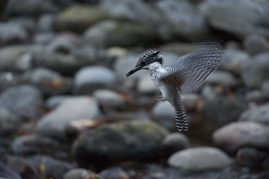 新春この1枚　　～Ｄ700が示す可能性～_b0109942_20363379.jpg