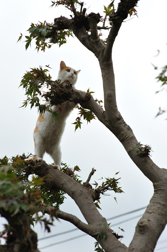 秋の谷中霊園猫探し_f0192156_1505192.jpg