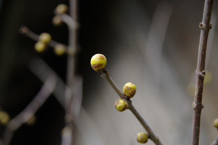 Before blooming   つぼみ_e0082860_23524252.jpg