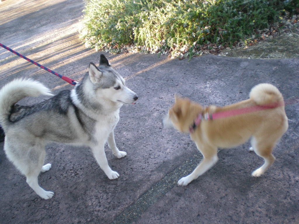 2009年1月4日(日)今年の抱負!_f0060461_13592054.jpg