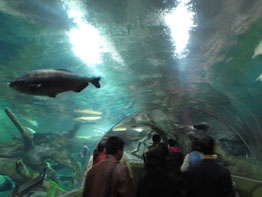 上海報告　エピソード12 　3日目の朝食～展望台～水族館～夕食♪_b0051666_1344637.jpg