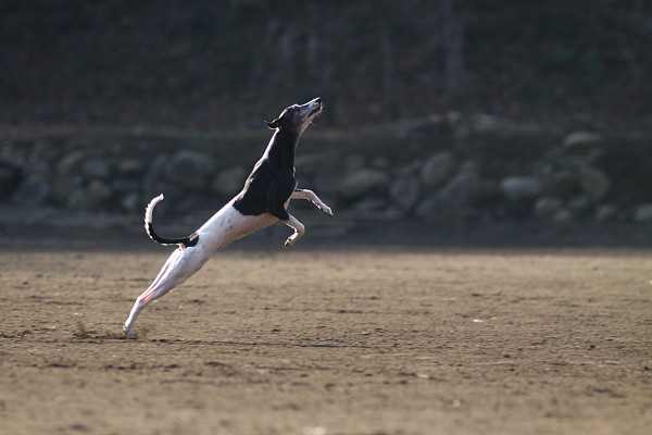 ニライG in 年末 12_c0109780_11305871.jpg