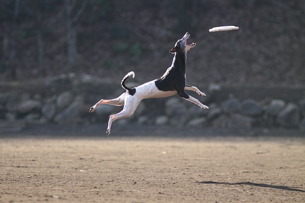 ニライG in 年末 12_c0109780_1131496.jpg