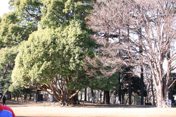 林試の森公園_f0167683_172789.jpg