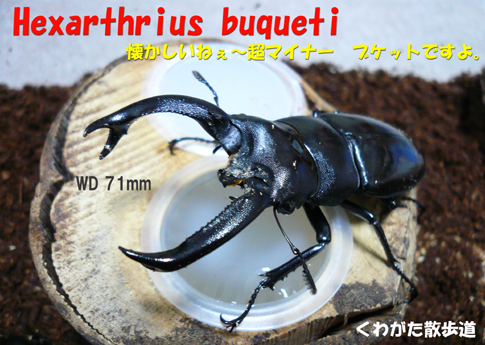 フタマタ ブ クワガタ ケット