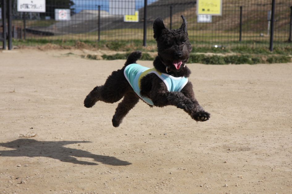 青空+飛行犬_b0156487_2039457.jpg