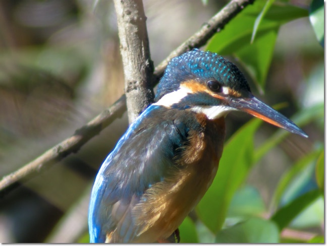 井の頭公園のカワセミ2009_a0049195_16254985.jpg