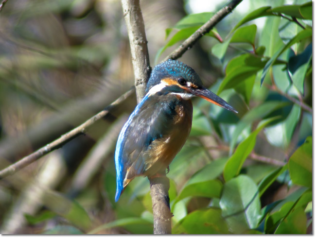 井の頭公園のカワセミ2009_a0049195_16272644.jpg