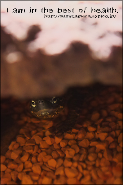お久しぶりです、元気です。_f0100215_21131226.jpg