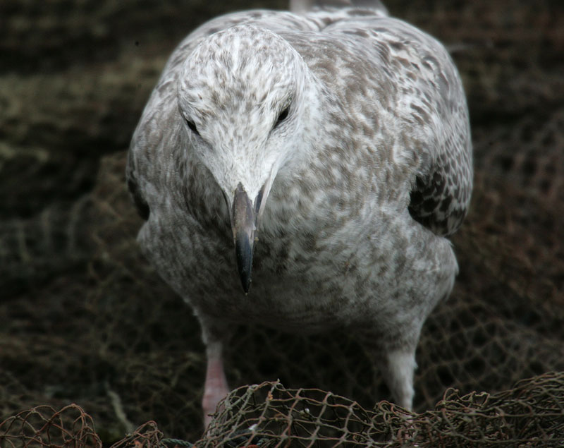 セグロカモメ幼鳥 Larus vegae_f0161823_13255078.jpg