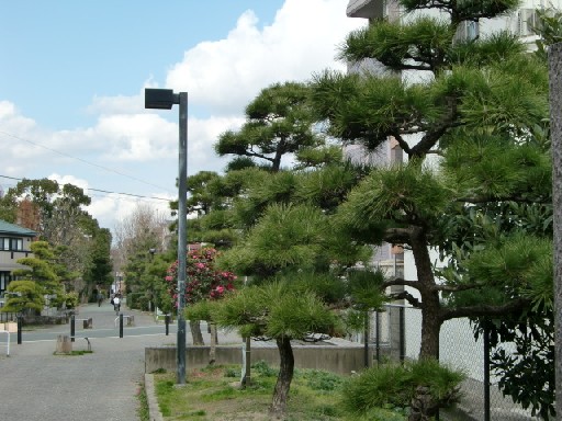 「松と白い山茶花」　　　　　　　　　　　　　　　　　　　　渡辺　浩_b0012636_13595760.jpg