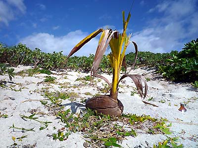 夢の島・椰子の木が呼んでいる！_c0019338_23411218.jpg