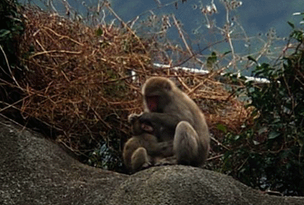 a0056140_17335746.gif