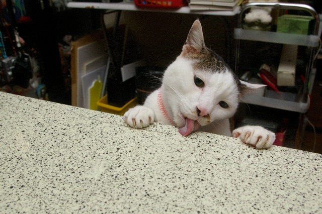 ペロペロ、ペロペロ〜ペロ・・・_a0028451_1105377.jpg