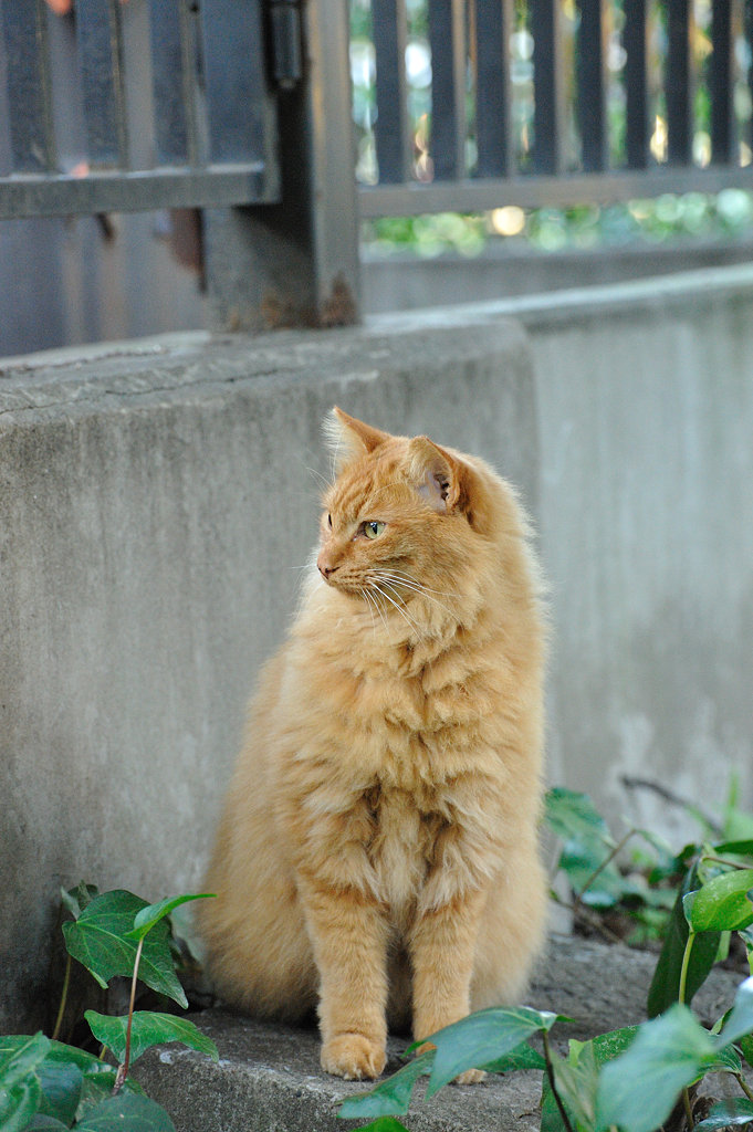 秋の日比谷公園の猫たち_f0192156_1103620.jpg