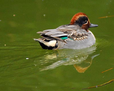 奈良県 平城京跡へ鳥見散歩_e0035757_18373924.jpg