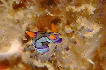 2009/01/05 Mon._e0158261_1719498.jpg