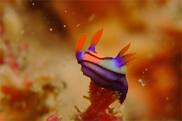2009/01/05 Mon._e0158261_17272744.jpg