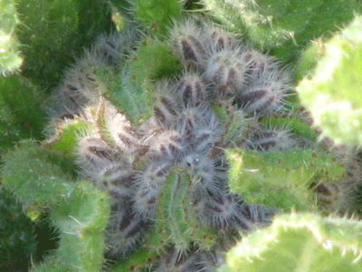 d0050472_18385878.gif