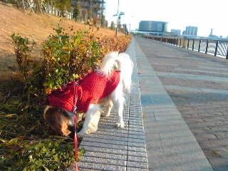d0044986_7503358.jpg