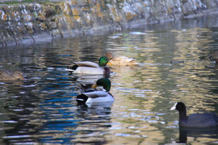 久しぶりのソー公園♪_c0090198_5115646.jpg