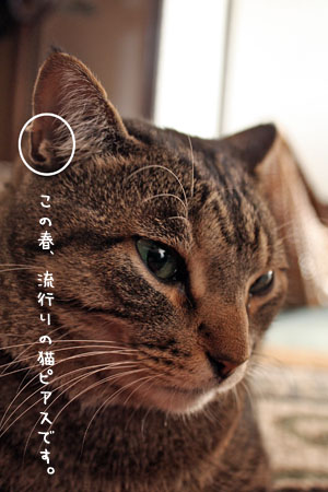 耳のポケットが破れたネコ_e0156015_5191998.jpg