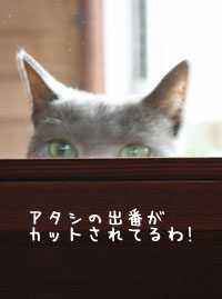 耳のポケットが破れたネコ_e0156015_5522997.jpg