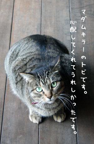 耳のポケットが破れたネコ_e0156015_553613.jpg