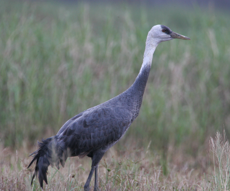 与那国島のナベヅル Grus monacha_f0161823_1151630.jpg