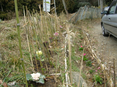 谷山谷花壇…葉ボタン植えました。_f0009128_17515581.jpg