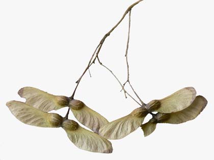 植物の戦略 風散布 1 ふぉっしるもしてみむとてするなり 植物の戦略 風散布 1 ふぉっしるもしてみむとてするなり